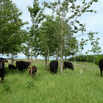 Cows grazing under trees