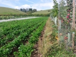 An update: agroforestry payments in England