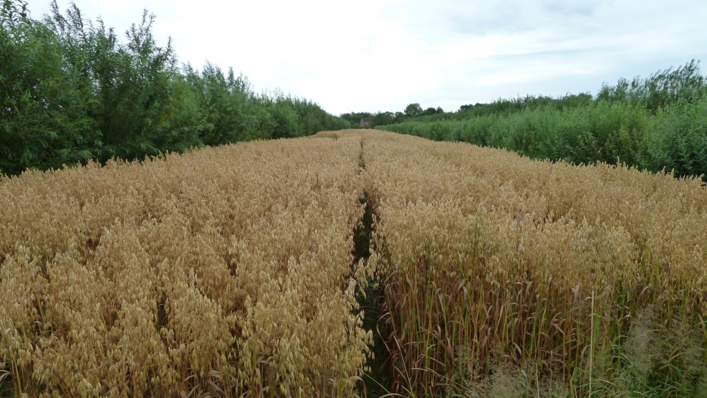 Oats and short rotation coppice willow at Wakelyns