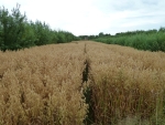 Biotic stress and yield stability in English organic silvoarable agroforestry