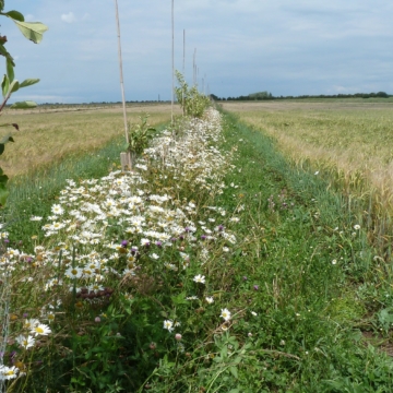 tree strip with wild flowers in an arable field