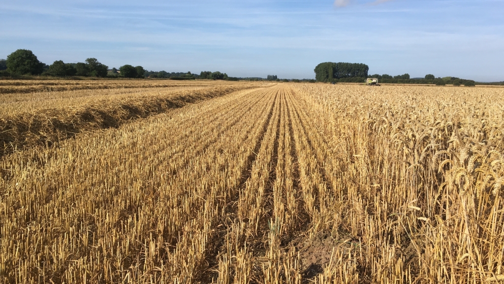 Arable field