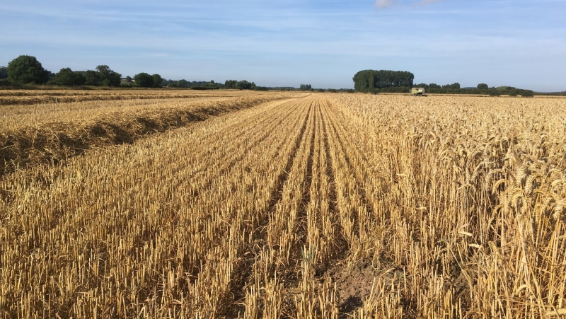 Arable field