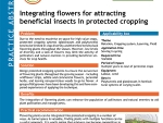 Integrating flowers for attracting beneficial insects in protected cropping