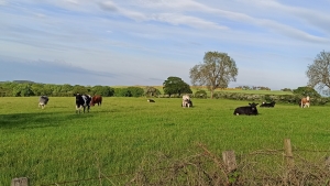 Cows in a grass field