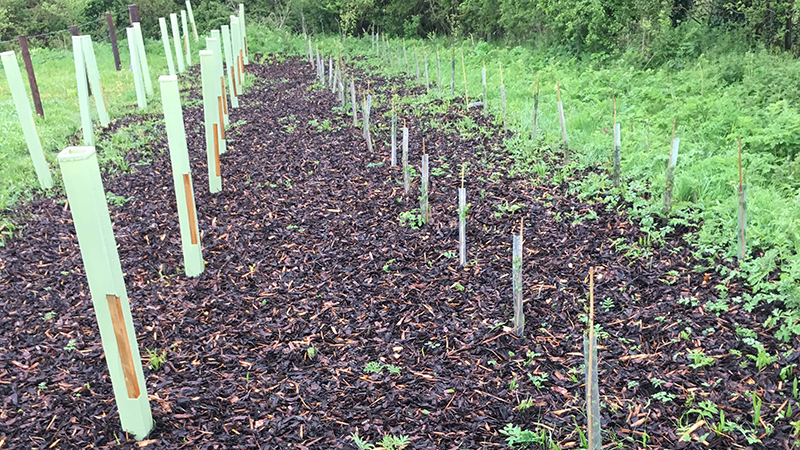 New shelterbelt mulched with woodchip