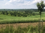 Agroforestry – regenerating landscapes and diversifying production in Europe