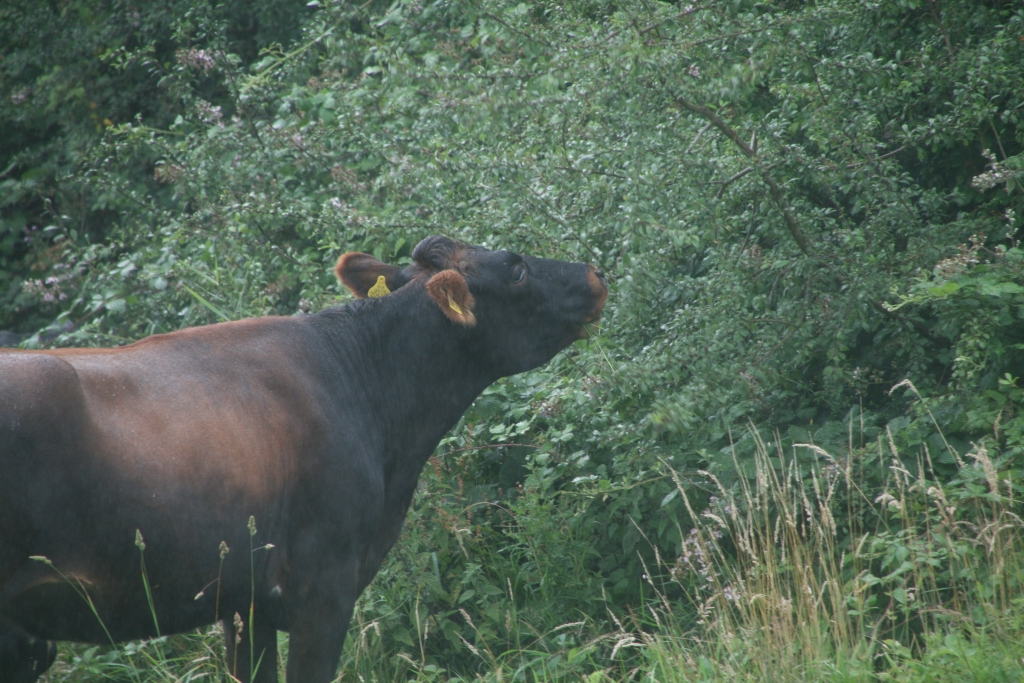 Cattle browsing a hedgerow