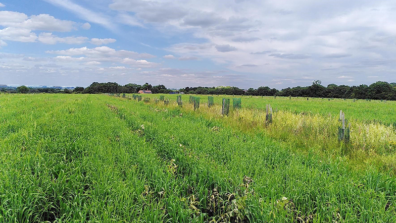 Agroforestry at Hope Farm