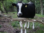 Trees and Livestock: a balancing act