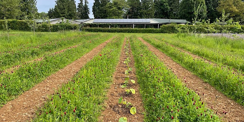 Vegetables and clover in strips