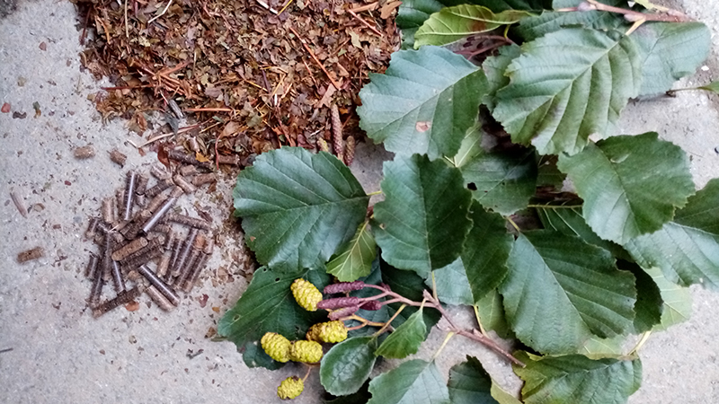 Alder leaves - fresh, dried and pelleted