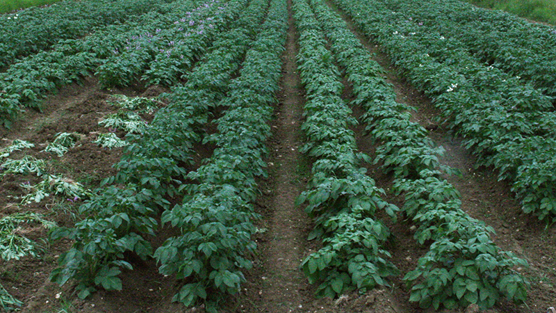 Potatoes in field