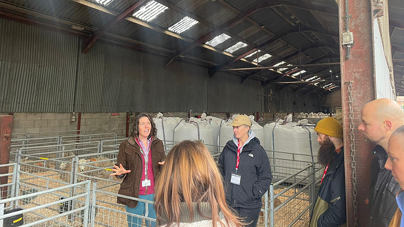 A group of people talking in a barn, with sheep