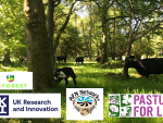 Agroforestry Research and the REFOREST Project