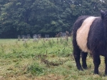 Coppicing: Opportunities to enhance your farm business with trees