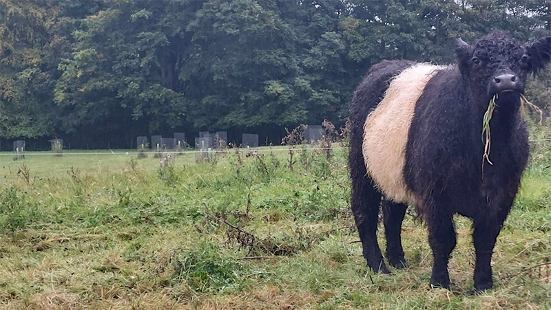 Belted Galloway cow in field