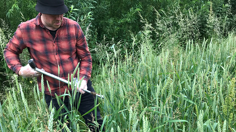 Colin soil sampling in agroforestry field at Wakelyns