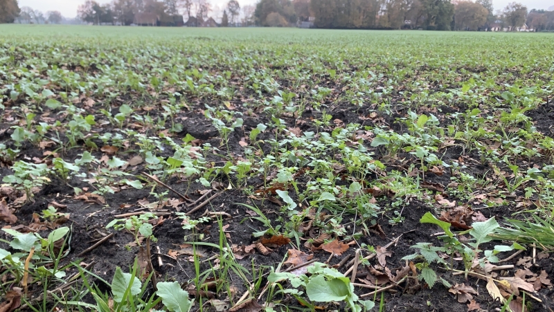 young cover crop plants in a field