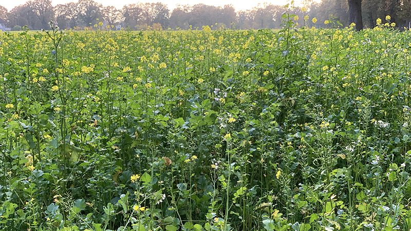 Mustard and radish cover crop in flower