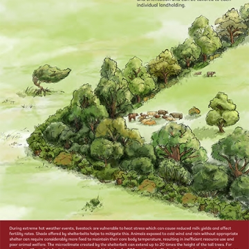 Cover of Shelterbelts resource