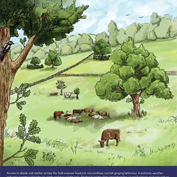 Cover of guide featuring in field trees