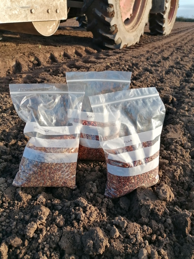 Sacks of grain ready for sowing in trials