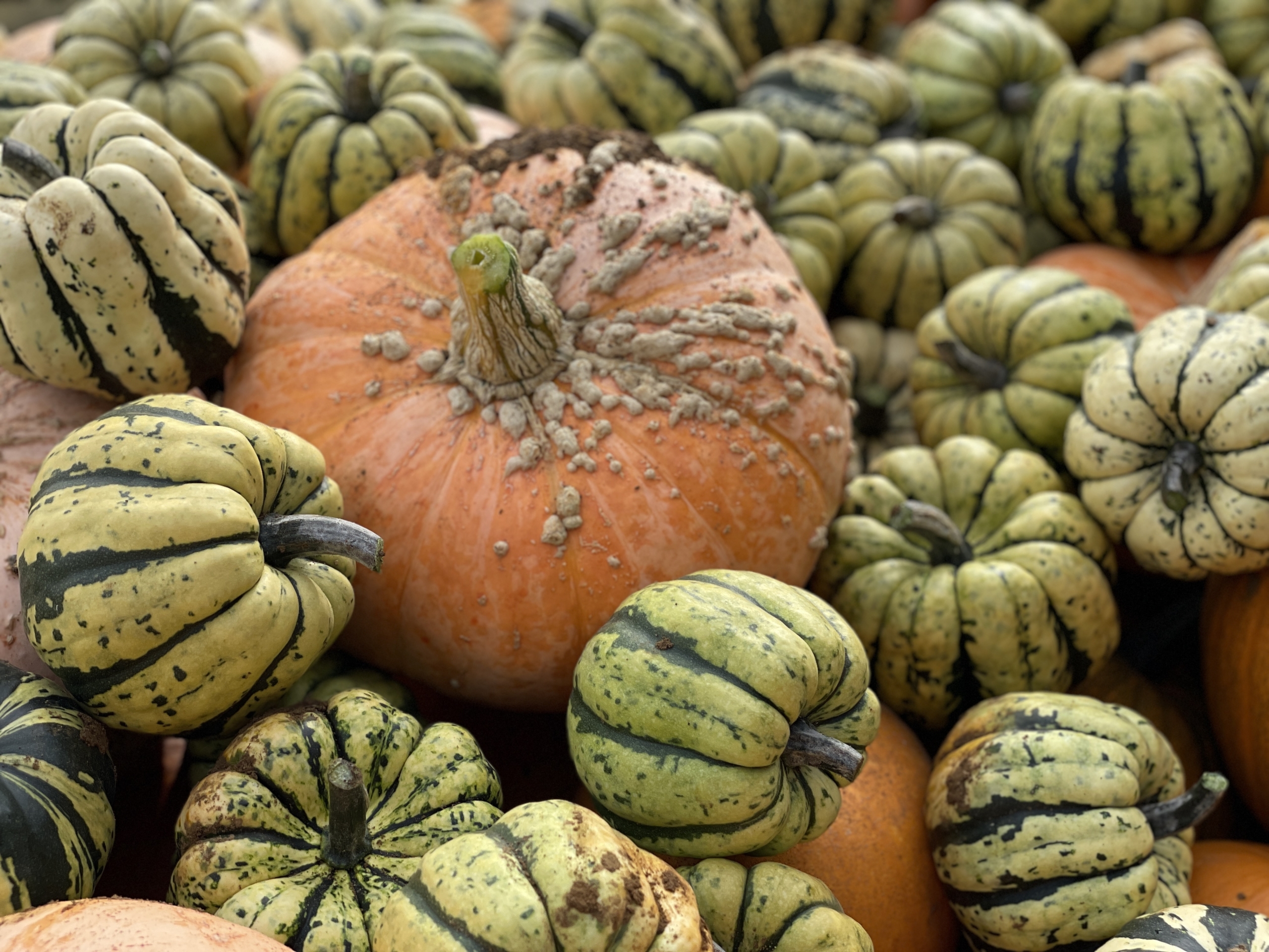 Squash harvest: Photo Sandy Lane farm