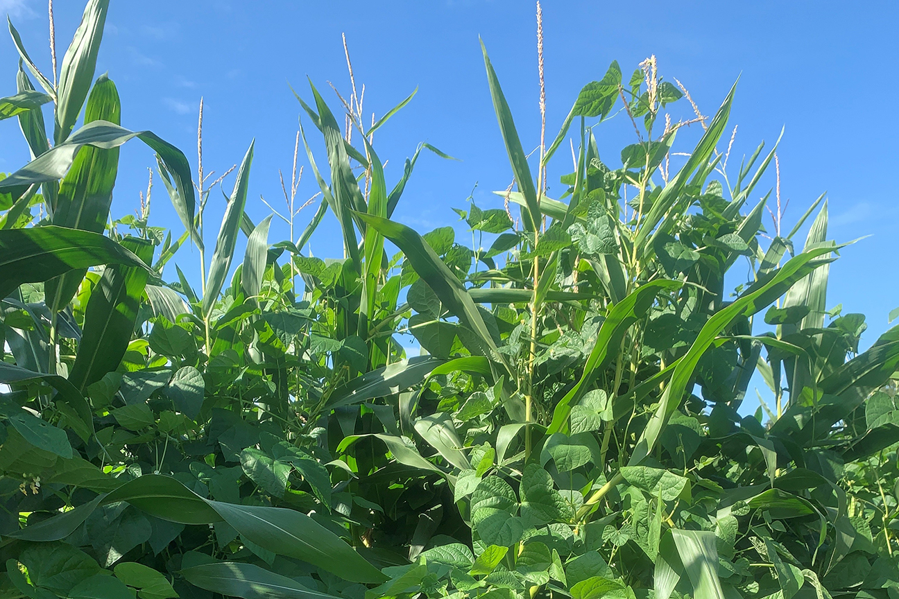 Maize and beans grown together