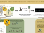 Agroforestry systems favour bat conservation but only when old and grazed