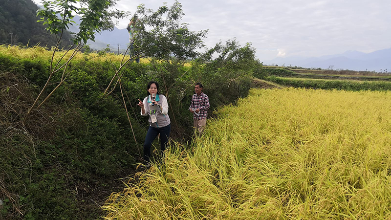 2 people standing by a hedge on the edge of a rice paddy