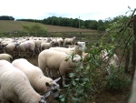 Feeding willow to lambs: Results from Innovative Farmers field lab