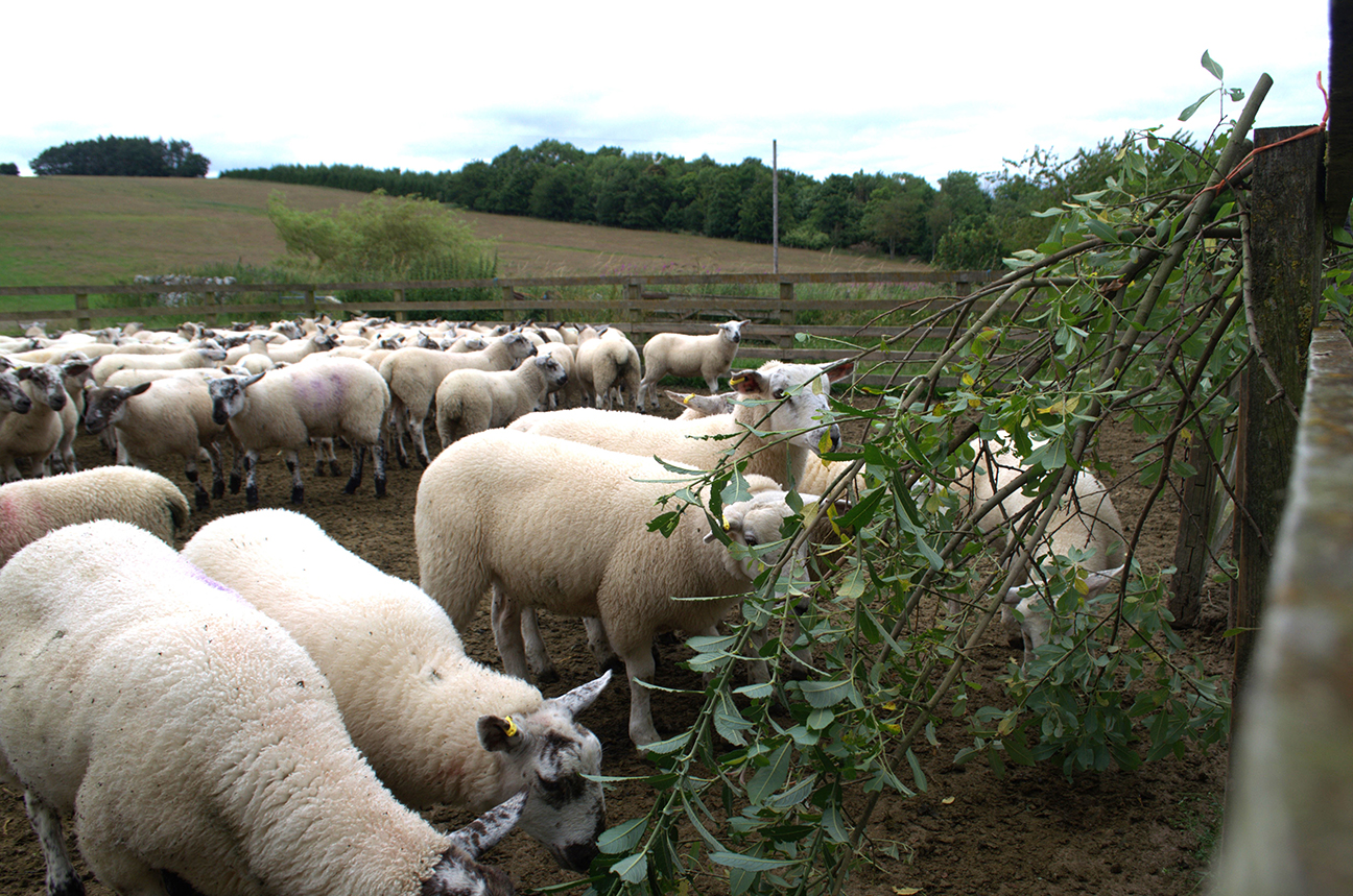 Lambs eating willow