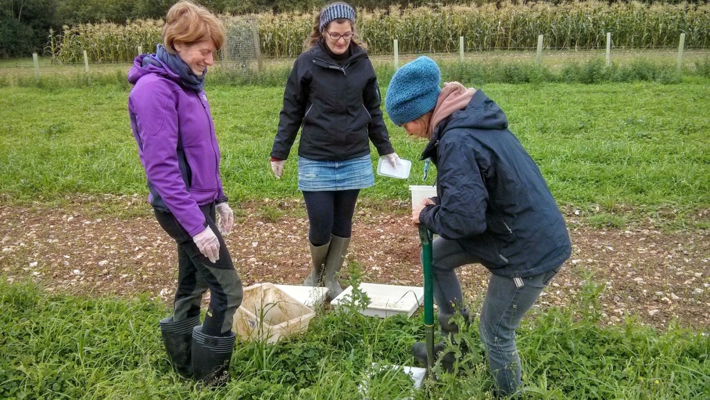 Researchers in a field counting earthworms