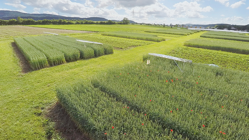 View of trial plots