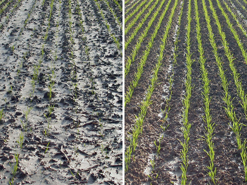 2 photos side by side showing plots after heavy rain