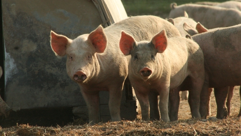 Two piglets in a field with pig ark