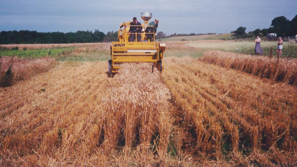 Old photo showing combine harvesting cereal plot trials